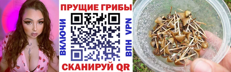 blacksprut ссылки  наркотики  Котово  Псилоцибиновые грибы GOLDEN TEACHER 